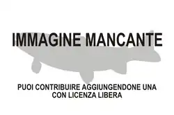 Immagine di Frontilabrus caeruleus mancante