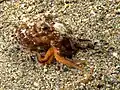 Octopus marginatus su fondo sabbioso