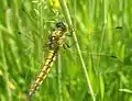 Orthetrum cancellatum