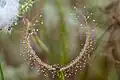 Drosera binata