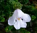 Prostanthera cuneata (Tribù Westringieae)