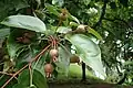 Pyrus ussuriensis