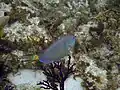 Specie di pesce pappagallo a Providenciales, Turks e Caicos
