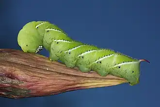 Manduca sexta (Sphingidae, Sphinginae)