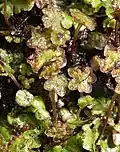 Marchantia antheridiophores Hepatopsida