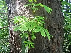 Esempio di succhione