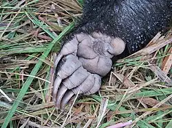 Le piante sono glabre.