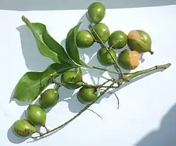 Limetta spagnola o mamoncillo (Melicoccus bijugatus)