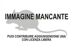 Immagine di Salpingotulus michaelis mancante