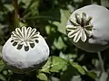 Capsula di Papaver