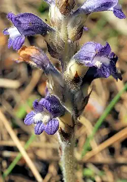 Orobanche mutelii