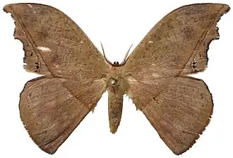 Oxytenis mirabilis (Saturniidae, Oxyteninae)