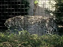 Disposizione delle rosette atipica (qui un leopardo persiano)