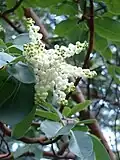 Arbutus menziesii — fiori