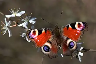 Adulto di Aglais io