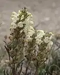 Pedicularis parryi
