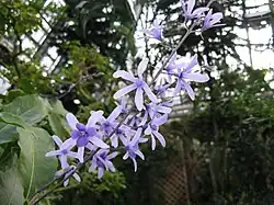 Petrea volubilis