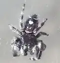 Phidippus workmani