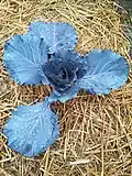 Brassica oleracea var. capitata