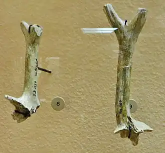 Corna di Procervulus dichotomus