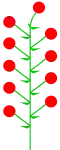 Infiorescenza indeterminata con il fiore sub-terminale a simulare quello terminale (vestizione presente).