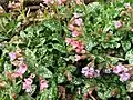 Pulmonaria officinalis