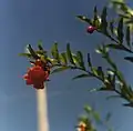 Fiore di melograno