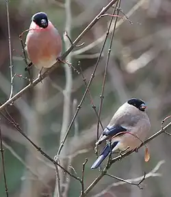 Coppia della sottospecie rosacea.