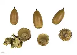 Quercus coccifera - Campione museale