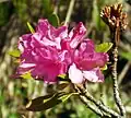 Rhododendron ferrugineum
