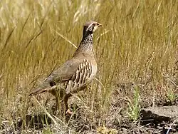 Alectoris rufa nell'isola di Gran Canaria