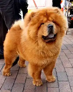 Chow chow: 220 psi (15,7&nbsp;kg/cm2)