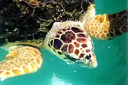 Caretta caretta