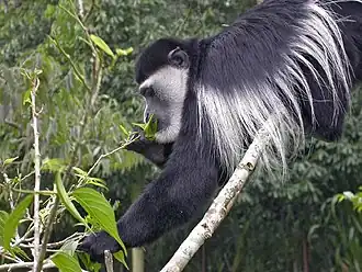 Guereza Colobus guereza