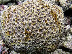 Dipsastraea matthaii