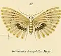Alucita toxophila (Alucitidae)