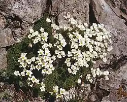 La Saxifraga tombeanensis: Sassifraga del monte Tombea