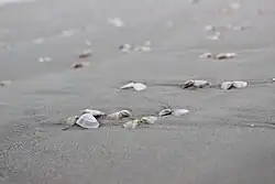 Conchiglie di bivalvi spiaggiate.