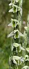 Spiranthes spiralis Sottotribù Spiranthinae