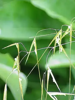 Stipa gigantea