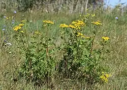 Tanacetum vulgare L.