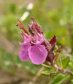 Teucrium chamaedrys