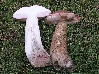 Tylopilus felleus