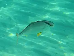 Ricciola (Seriola dumerili) fotografata in prossimità della riva di Lido Ultima Spiaggia (Isola Amministrativa "Marina di Taranto", in prossimità della "Marina di Lizzano")