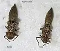 Ninfe di Aeshna viridis