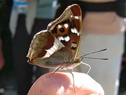 Apatura iris.