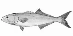 Disegno di P. saltatrix
