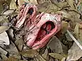 Clathrus columnatus Bosc