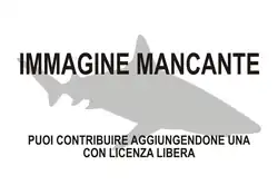 Immagine di Triakis maculata mancante
