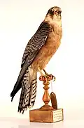 Falco cuculo